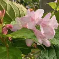 ウツギ,樹木,木に咲く花,歩道脇の画像