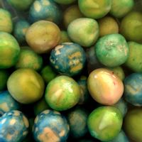 スナップエンドウの画像