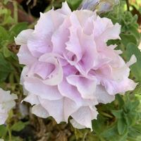 ナデシコ,ペチュニア,ルドベキア,八重咲きペチュニア,ニチニチソウ 夏みかんの画像