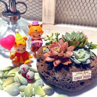 アリッサム,ビオラ,ビアホップ ,若緑,エメラルドリップの画像