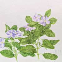 エシャレット,ねこ,ラッキョウ,ニチニチソウ 爽夏,透明水彩画の画像