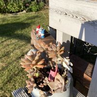 月下美人,多肉植物,ガーデニング,お気に入り♡,いつもありがとう♡の画像