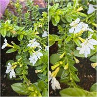 クフェア,鉢植え,白い花,花のある暮らし,小さい花の画像