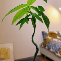 パキラ,観葉植物,実生,曲がり,平和を願う☆の画像