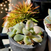 だるま秀麗,ピンクプリティ,エケベリア 白鳥,スワンレイク,イオナンタ ファイヤークラッカーの画像