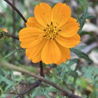 金木犀,黄花コスモス,京都　高台寺,お出かけ先の画像