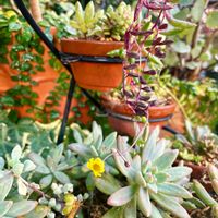 ルビーネックレス,ルビーネックレス,銘月,秋麗,寄せ植えの画像