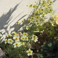 ウインターコスモス,マイガーデン,癒し,小花会,小さな庭の画像