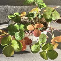 イチゴ,紅葉（こうよう）,葉っぱのある暮らし,GREEN UP!,ベランダの画像