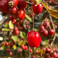 ヒメリンゴ,イチョウ,カラマツ,ナツヅタ,紅葉（こうよう）の画像