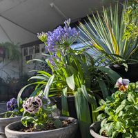 アガパンサス,ユッカ ロストラータ,アカシア・アフィラ,アカシア・アフィラ,フリンジパンジー　カーリーウィッチの画像