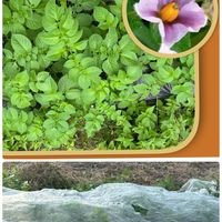 シコンノボタン,ジャガイモ,ツワブキ,落花生,ジャガイモ デジマの画像