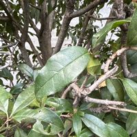 キンモクセイの画像