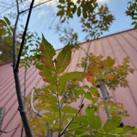 ナナカマドの画像