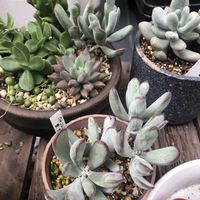 グリーンネックレス,ゴーラム,多肉,火祭り,ワテルメイエリーの画像