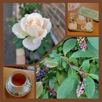 パンジー・ビオラ,ホトケノザ,ヨウシュヤマゴボウ,エリゲロン,ちらり メタセコイアの画像