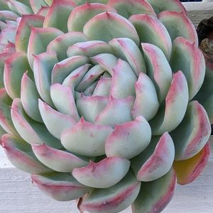 エケベリア,多肉植物,エケ,小さな庭,フェンスの画像