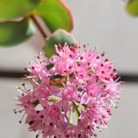 ミセバヤ,GSに感謝。,植物観察,植物散策,金曜日の蕾たちの画像