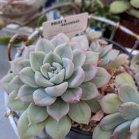 多肉植物,可愛い,色づく多肉の画像