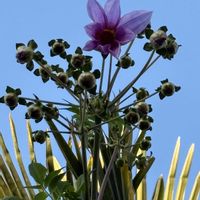 キキョウ,皇帝ダリア,ゼラニウム,ツワブキ,ヒマラヤユキノシタの画像