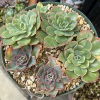 夕波,プラストラーツス,アエオニウム 伊達法師,ミモザ交配,ハルビンゲリ  シャビアナの画像