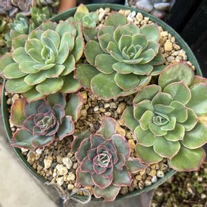 夕波,プラストラーツス,アエオニウム 伊達法師,ミモザ交配,ハルビンゲリ  シャビアナの画像