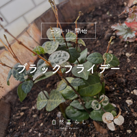 ハツユキカズラ,観葉植物,植物のある暮らし,自然のある暮らし,観葉植物のある暮らしの画像