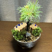 マツ,五葉松,那須五葉松,那須五葉松,松 まつの画像