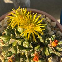 春萌,フォーカリア属 四海波 ,クラッスラ  火祭り,小さな芽,火祭り紅葉の画像