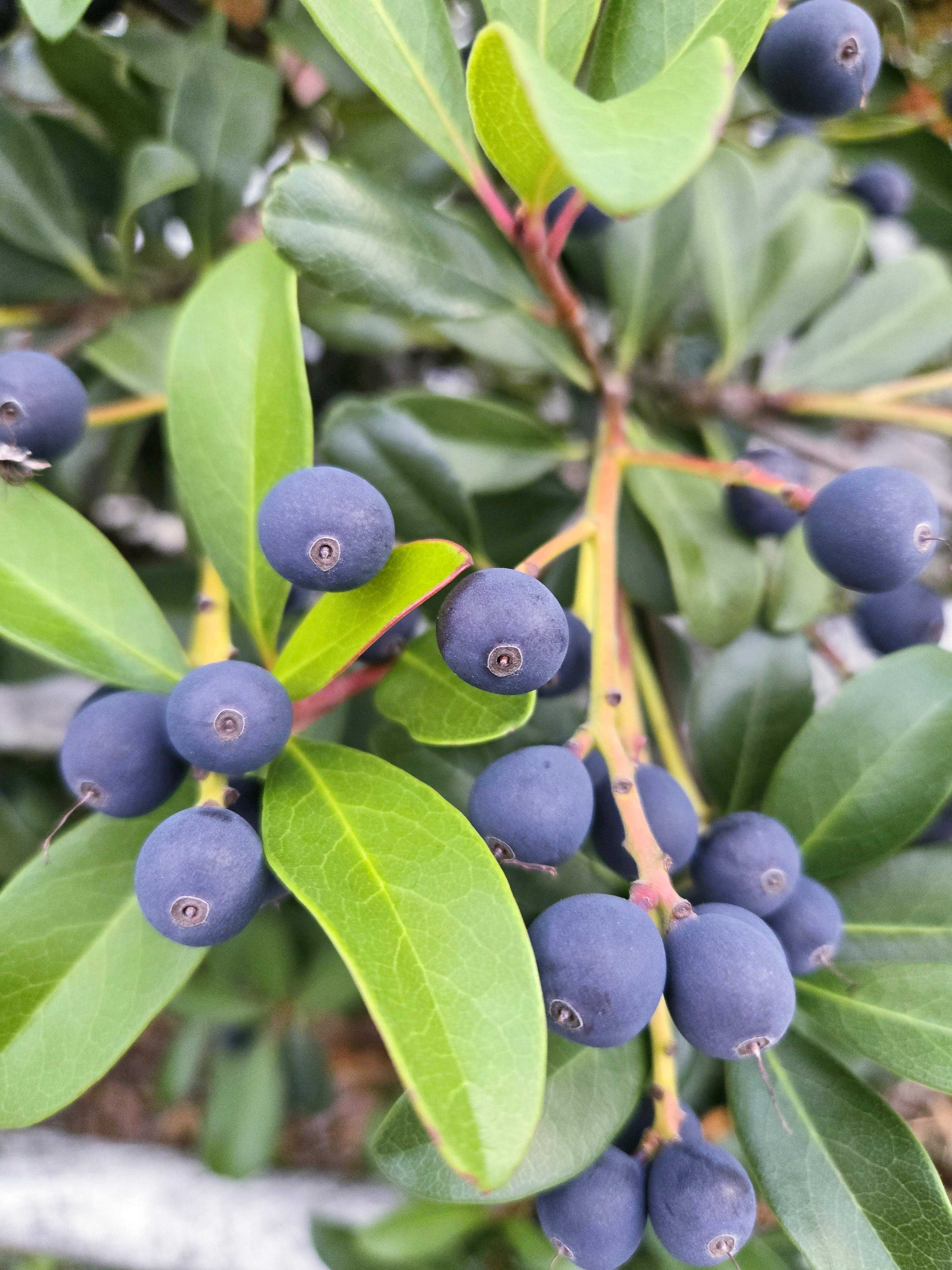 シャリンバイの実300本 シャリンバイの実の一覧｜🍀GreenSnap（グリーンスナップ）