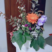 ガーベラ,コデマリ,ストック,ヒペリカム,マトリカリアの画像