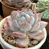 多肉植物,多肉大好き,多肉植物のある暮らし,紅葉多肉,多肉植物に癒されるの画像