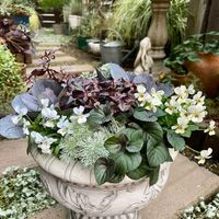 カレックス,カレックス,朝霧草,葉牡丹,ビオラ　ラブラドリカの画像