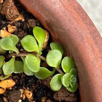 マルバマンネングサの画像