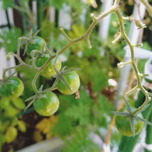 ミニトマト,鉢植え,花のある暮らしの画像