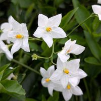 ジャスミン,お出かけ先の画像