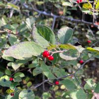 ユスラウメの画像