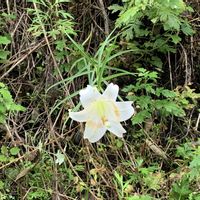 フジバカマ,フジバカマ,ロウバイ,オオスズメバチ.,高砂百合(たかさごゆり)の画像