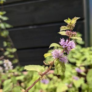 ミント,ミント,ハーブ,ハーブのある暮らし,キュンキュン乙女倶楽部の画像