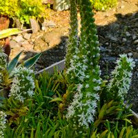 シャコバサボテン,ツメレンゲ,スタペリア,ガーデニング,花のある暮らしの画像