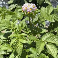 ジャガイモ,シュウメイギク,チャノキ,コウヤボウキ,コウヤボウキの画像