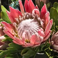 プロテア,プロテア,花のある暮らし,淡いピンクのおはな,お部屋に花をの画像