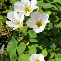 オキザリス,スミレ,マツバボタンの画像