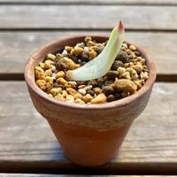チワワエンシス,多肉植物,鉢植え,葉挿し,エケベリア属の画像