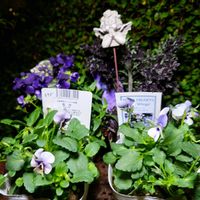 コウモリラン,多肉植物の寄植え,桃太郎,天使の雫,レインドロップの画像