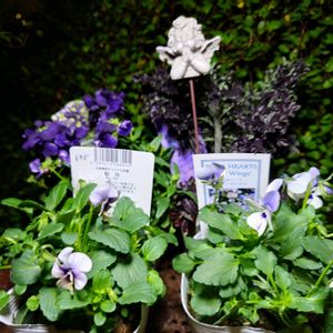 コウモリラン,多肉植物の寄植え,桃太郎,天使の雫,レインドロップの画像