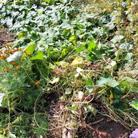 さつまいも,紫芋,紫芋,サツマイモのツル,蜜芋の画像