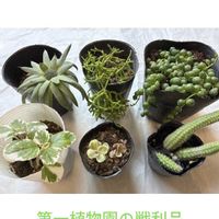 グリーンネックレス,ツメレンゲ,プレクトランサス,雅楽の舞,リプサリスの画像