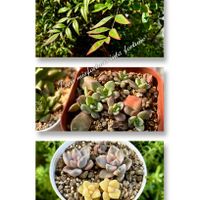 南天,多肉植物,多肉大好き,放置栽培,葉挿しっこの画像