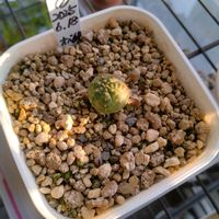 オベサ,ユーフォルビア 鉄甲丸,ユーフォルビア・オベサ鉄甲,ユーフォルビアの画像